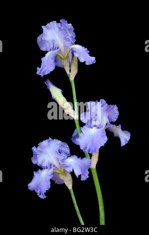The branch of blue irises tall bearded blossoming isolated on black background Stock Photo