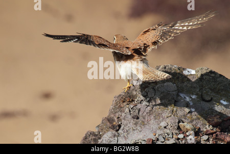 Australian kestrel in flight Stock Photo