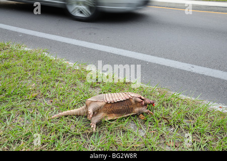 Dead Aramdillo on side of the road Stock Photo