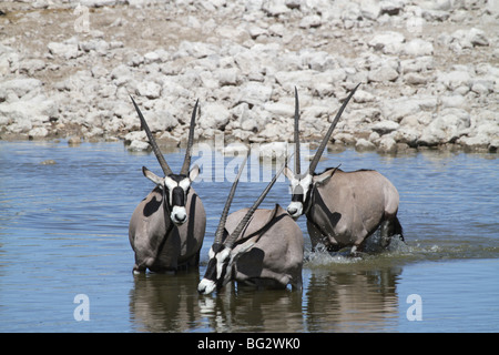 three oryx, or gemsbok, drinking from a waterhole Stock Photo