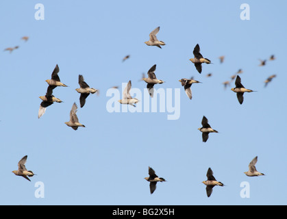 a flock of Namaqua sandgrouse in flight Stock Photo