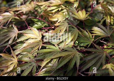 Acer palmatum / Japanese Maple tree - close up of wet leaves in dappled light Stock Photo