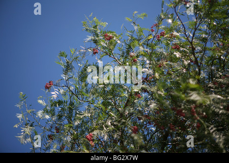 Schinus molle - Peppercorn tree with pink / red peppercorns, blue sky background Stock Photo