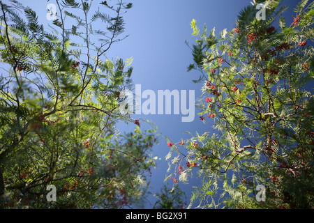 Schinus molle - Peppercorn tree with pink / red peppercorns, blue sky background Stock Photo