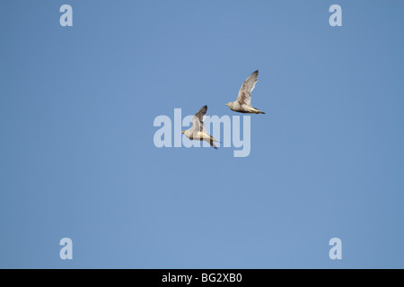 a pair of Namaqua sandgrouse in flight Stock Photo