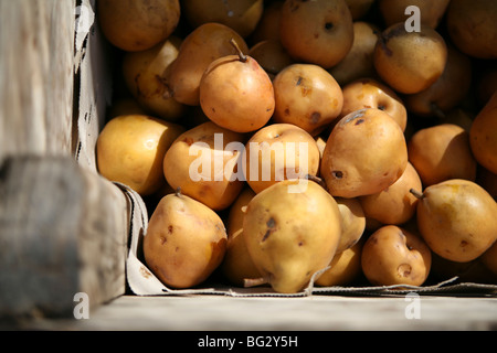 Pyrus communis variety (Beurré Bosc) - golden pears in a wooden market crate, in sun Stock Photo