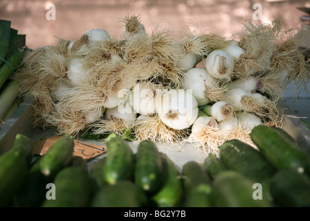 Root end of large spring onions/ salad onions / green onions/ scallions laid out on a market table behind cucumbers Stock Photo