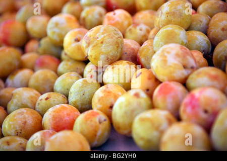 Prunus x domestica var. syriaca: selection of yellow plums / mirabelles Stock Photo