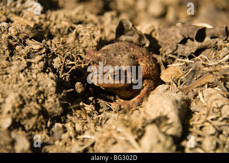 Common Toad (Bufo bufo) burying it's self in the earth on a nature reserve in the Herefordshire UK countryside. April 2009 Stock Photo