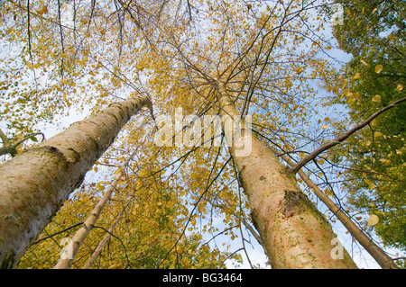 Autumnal Silver birch trees (Betula pendula) blowing in the wind Stock Photo