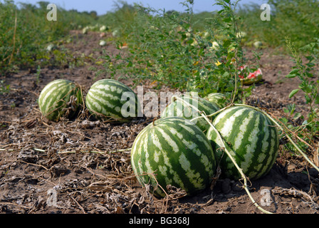 ripe-water-melons-on-a-water-