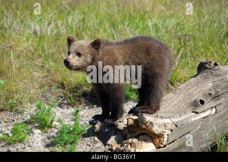 young Eurasian Brown Bear - standing on a tree trunk / Ursus arctos arctos Stock Photo