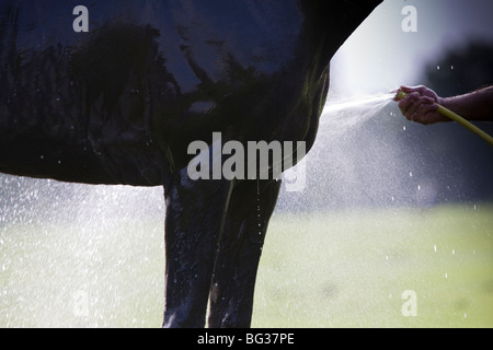 Close-up of a groom washing the legs of a polo pony after a game, Cowdray Park, England. Stock Photo