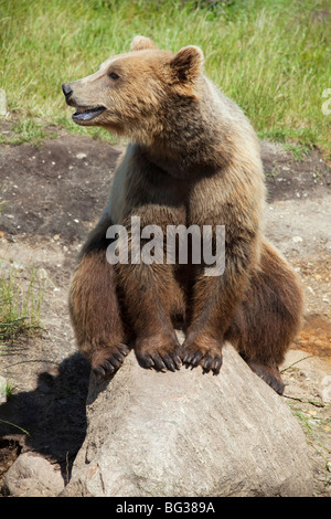 Eurasian Brown Bear - sitting on a stone / Ursus arctos arctos Stock Photo