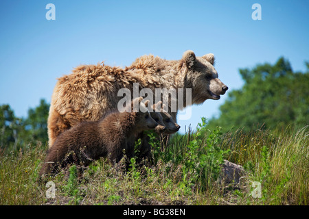 Eurasian Brown Bear - mother with three cubs / Ursus arctos arctos