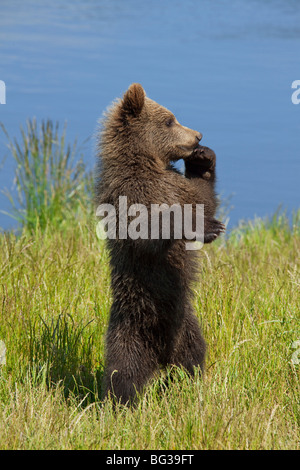 Cute young European Brown Bear / Europaeischer Braunbaer ( Ursus arctos ...