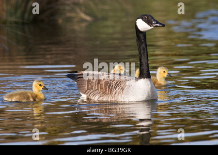 Canada Geese (branta canadensis) & goslings Stock Photo