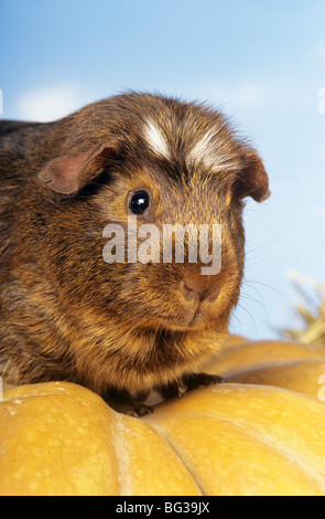 American Crested guinea pig Stock Photo