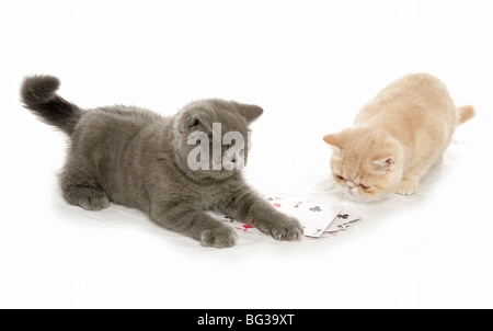 Exotic Shorthair cat - two kittens playing with cards Stock Photo