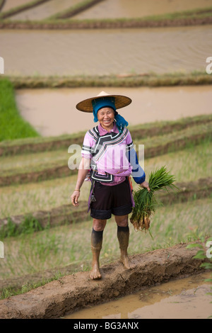 Terraced rice fields, Yuanyang, Yunnan Province, China, Asia Stock Photo