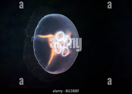 Moon Jellyfish (Aurelia aurita) drifting in the sea Stock Photo