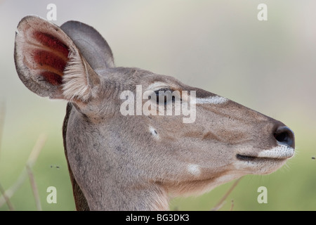 Portrait of a female Kudu in southern Africa. The photo was taken in Botswana's Chobe national park. Stock Photo