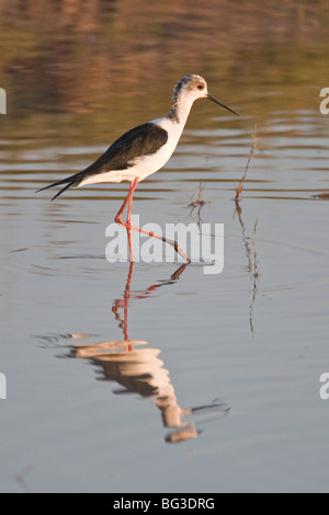 Lone Black-winged Stilt (himantopus Himantopus) Feeding On Shallow 