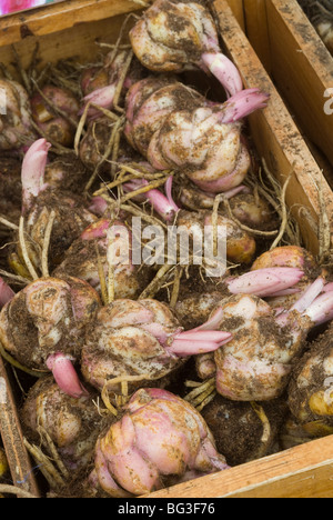 Bulbs of lilies with tuber roots and new growth in box ready to plant Stock Photo