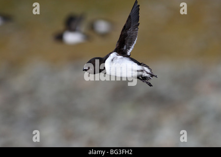 little auk flying with food pouch full of copepods