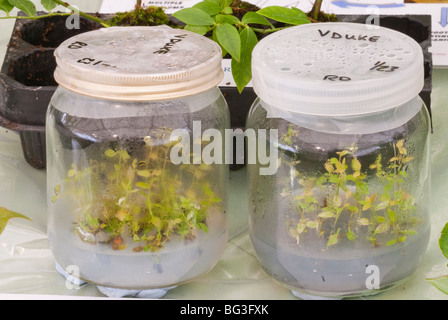 Young plants in sterile lab flasks jars being propagated in laboratory conditions of cloning on agar, blueberry seedlings Stock Photo