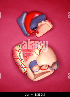 A plastic medical model of the human heart Stock Photo - Alamy