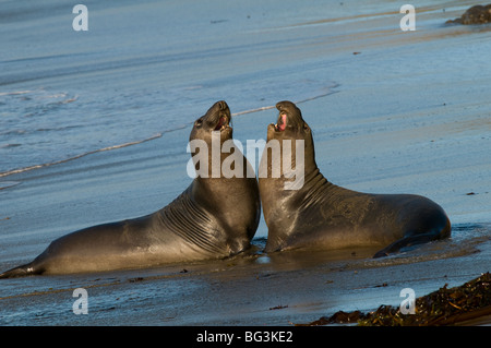 Elephant Seals fighting (Mirounga angustirostris) California USA, by Dominique Braud/Dembinsky Photo Assoc Stock Photo