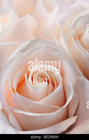 Close up of a bunch of fresh pink white hybrid tea roses Stock Photo