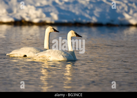 Trumpeter Swan (Cygnus buccinator). Pair of swans on the Madison River Stock Photo