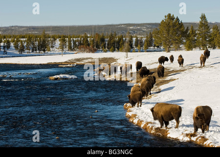 Bison (Bison bison) grazing in the snow by the Firehole River Stock Photo