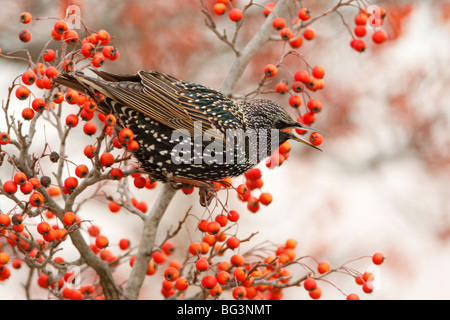 European Starling eating Hawthorn Berries Stock Photo
