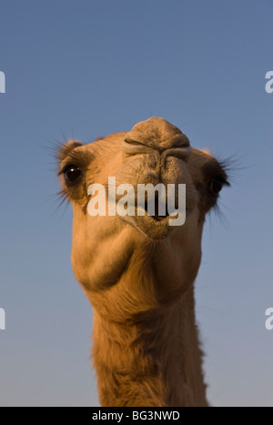 Close-up of camel's head in bright evening light, near Abu Dhabi, United Arab Emirates, Middle East Stock Photo