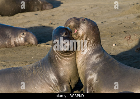 Elephant Seals fighting (Mirounga angustirostris) California USA, by Dominique Braud/Dembinsky Photo Assoc Stock Photo