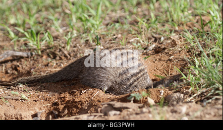 Banded mongoose, mungos mungo, digging Stock Photo