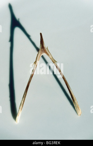 Still Life Photograph of a Wishbone with a Long Shadow Copy Space Stock Photo