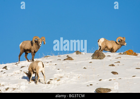 Bighorn Rams (Ovis canadensis) on a snow covered ridge Stock Photo