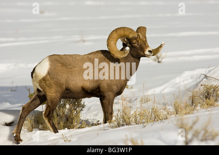 Bighorn Ram (Ovis canadensis) in snow Stock Photo