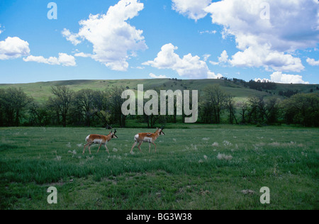 In Custer State Park, two antelope walk across an open meadow dotted with spring wildflowers, with trees and rolling hills in th Stock Photo