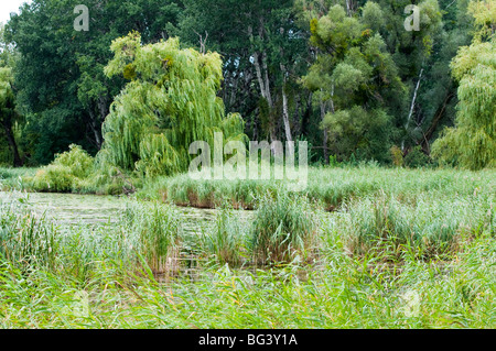 Nationalpark Donau-Auen - Die Lobau, Wien, Österreich | Lobau National Park, Danube, Vienna, Austria  Stock Photo