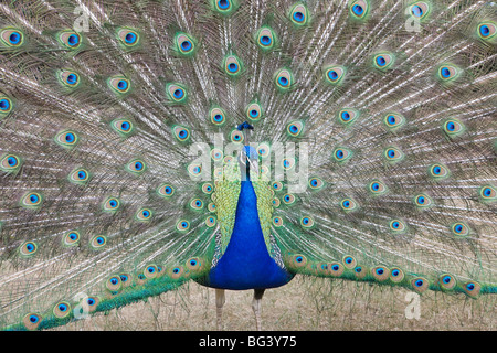 Indian Peafowl, Pavo cristatus (Asiatic)with tail feathers displayed in courtship ritual Stock Photo