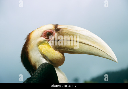 Wreathed Hornbill - portrait / Aceros undulatus Stock Photo