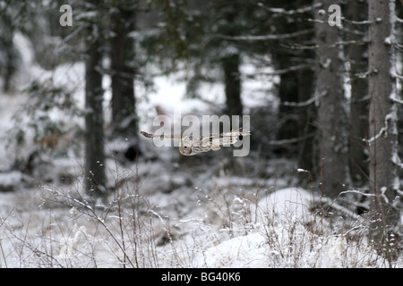 hunting owl in flight in snowy forest environnement Stock Photo