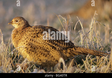 Common Pheasant (female) - sitting in the grass / Phasianus colchicus Stock Photo