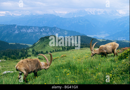 two Alpine Ibexes on the meadow / Capra ibex Stock Photo