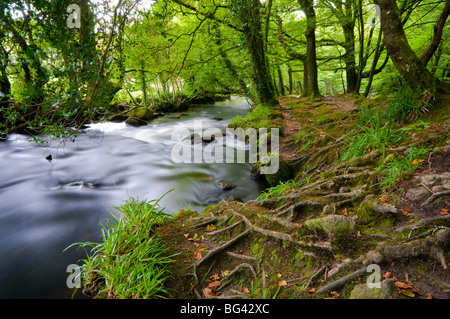 UK, England, Cornwall, Bodmin Moor, Golitha Falls Stock Photo